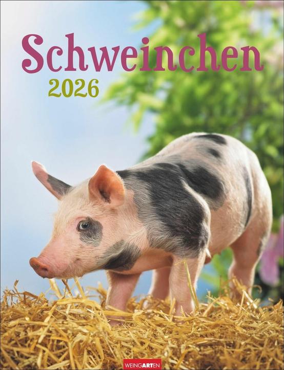 Produktbild Schweinchen Kalender 2026 (30 x 39 cm, Harter Einband, Deutsch)