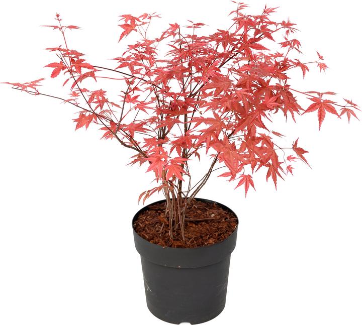 Actual product image Plant in a Box Acer palmatum 'Beni Maiko' - Maple tree (70 cm)