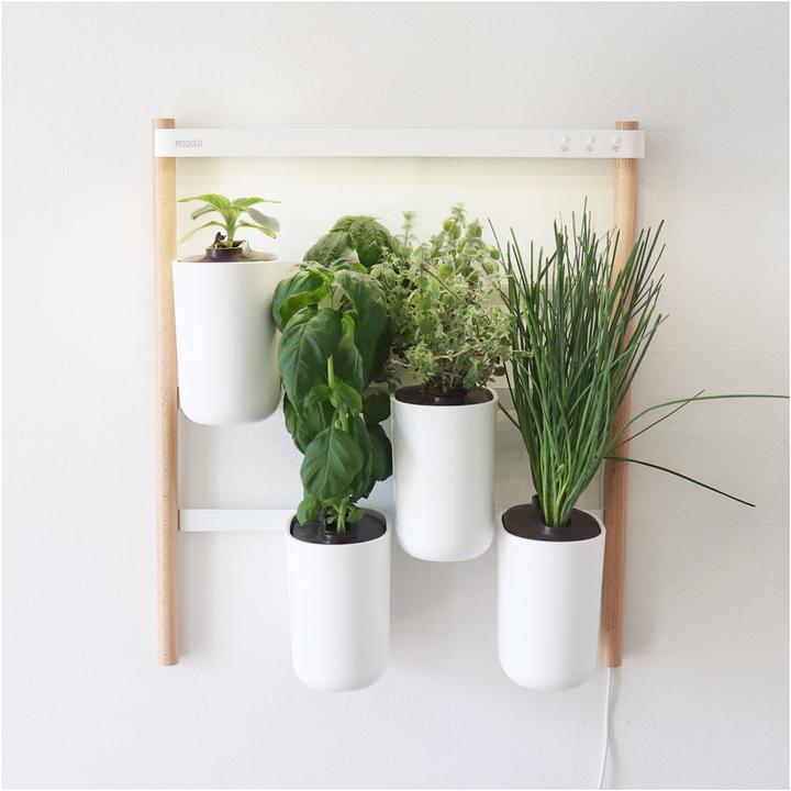 Image du produit Prêt à Pousser Modulo 2