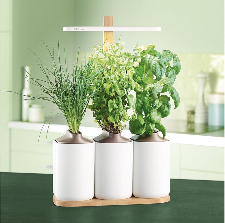 Produktbild Prêt à Pousser Lilo Connect (13.50 cm)