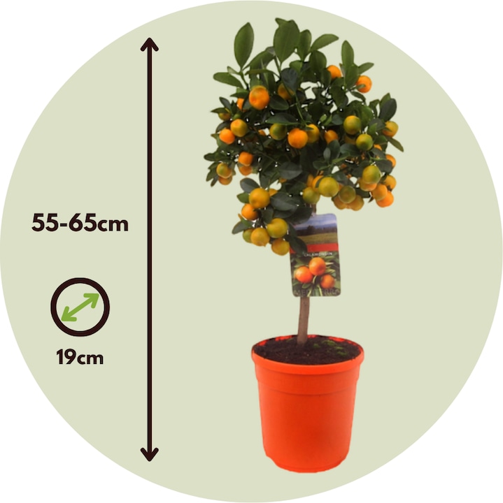 Produktbild Plant in a Box Citrus Mitis Calamondin - Orangenbaum (55 cm)