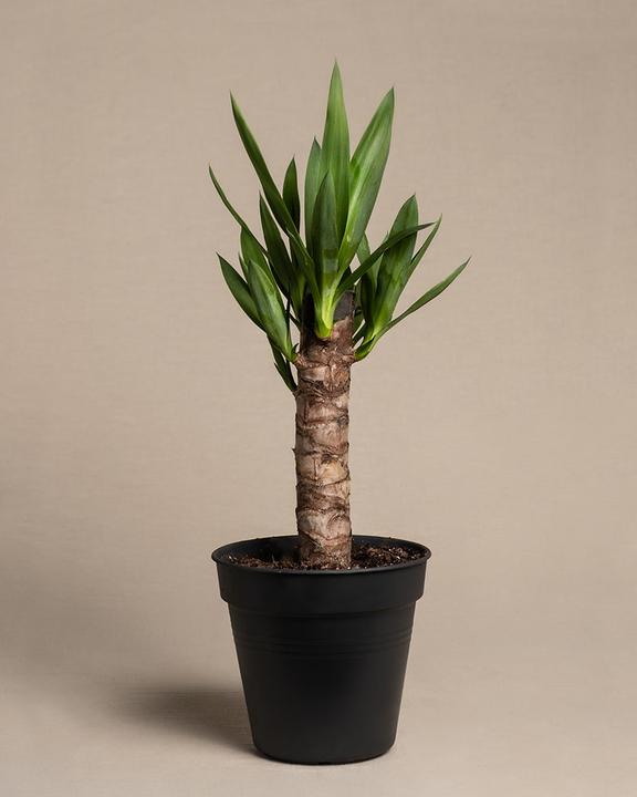 Actual product image feey Kleine Yucca (55 cm, Freshly repotted)
