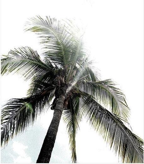 Actual product image Heather Johnston Poster Panama Palms (30 x 40 cm)