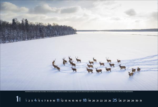 Produktbild Wilde Tiere - weite Landschaft 2026