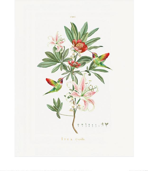 Produktbild Art Group Poster Kolibri (40 x 50 cm)
