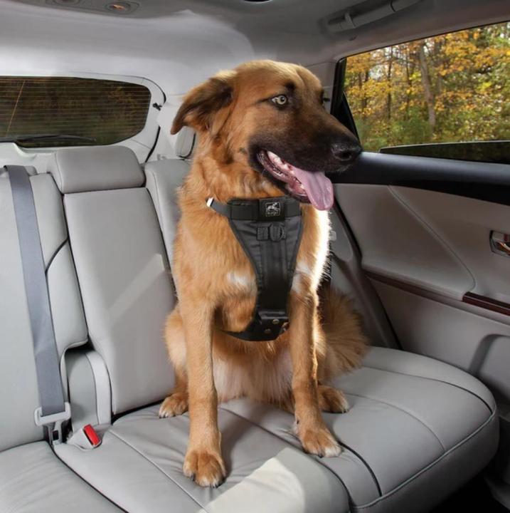 Actual product image Kurgo Tru-Fit Smart Harness w/ Seatbelt Tether M Black - (604.1222) (M, Dog, Dog sport, General)