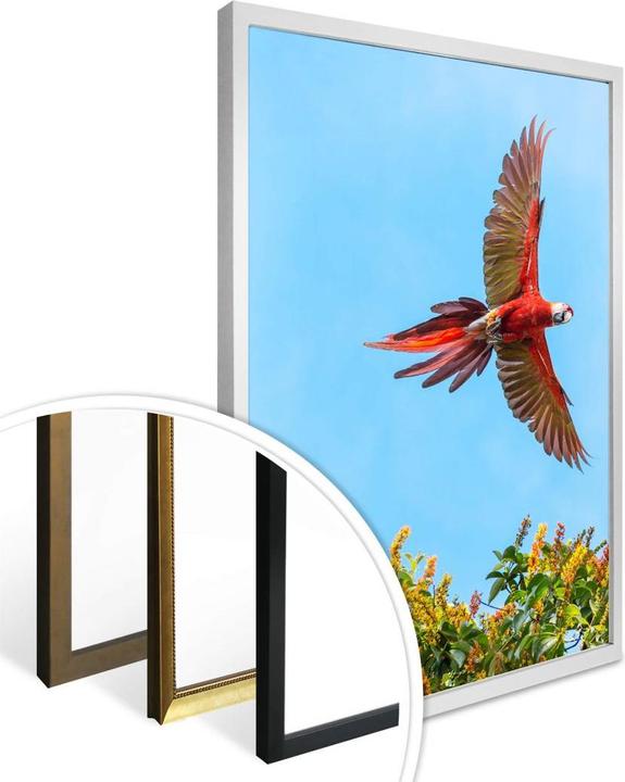 Image du produit Trenddeko Colombo - Perroquet en vol (60 x 80 cm)