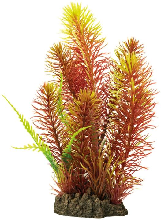 SuperFish Kunstpflanze Myriophyllum Red, 25 cm - kaufen bei Galaxus -  Galaxus