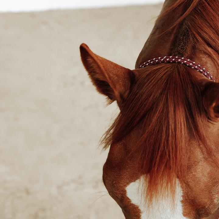 Immagine prodotto Caperlan Knotenhalfter Natural Horsemanship Pferd/Pony bordeaux