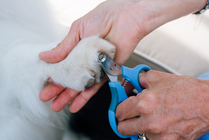 Produktbild Zen Clipper Sichere Krallenschere (Hund, Katze)