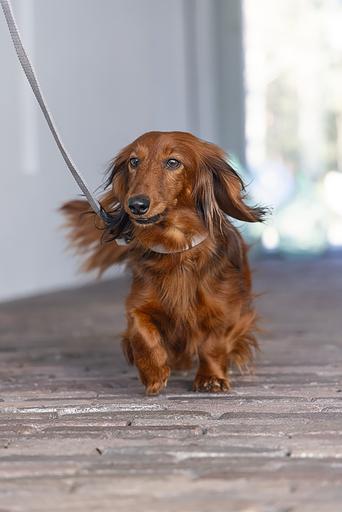 Actual product image Designed by Lotte Velura (40, Dog, General)