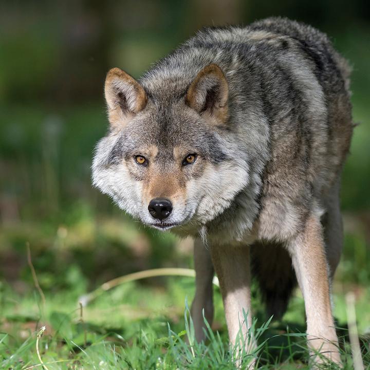 Produktbild Wolves 2024