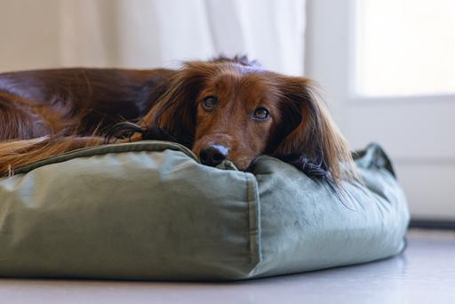 Produktbild Designed by Lotte Nalino (Hund)