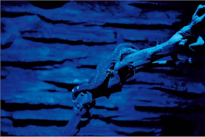 Actual product image Lucky Reptile Night Sky LED