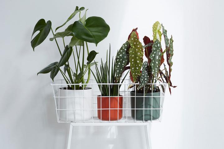 Produktbild Elho b.for soft (13.80 cm)