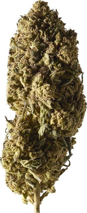 Produktbild Herba di Berna Mango Haze (45 g, Outdoor)