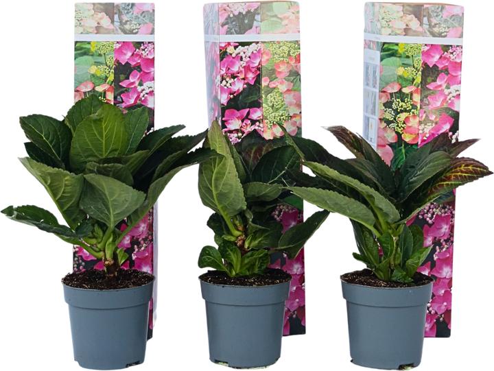 Image du produit Plant in a Box Hydrangea macrophylla teller 'Red Bull' - Set de 6 hortensias (25 cm)