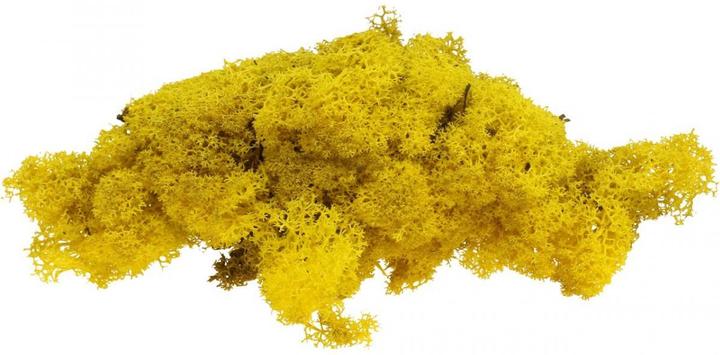 Actual product image Flowerbox Iceland moss