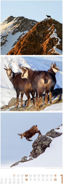 Image du produit Tierwelten Triplet-Kalender 2026 (24 x 66 cm, Allemand)