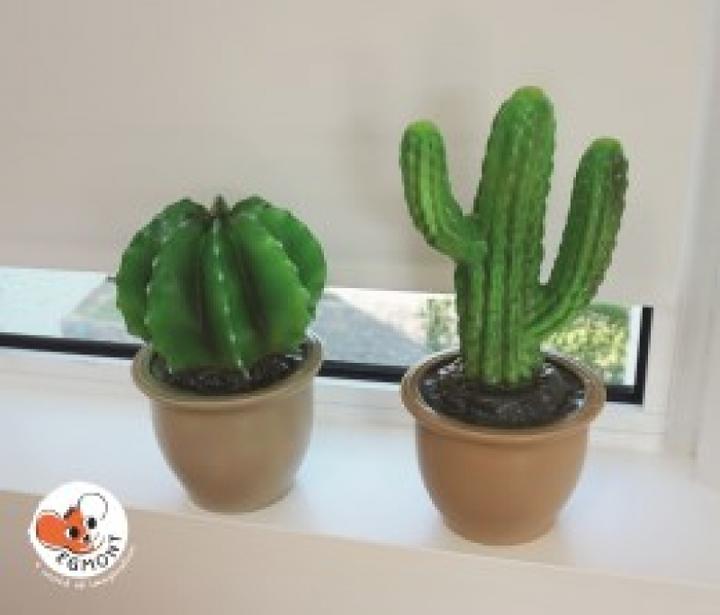 Produktbild Egmont Finger Kaktus im Blumentopf