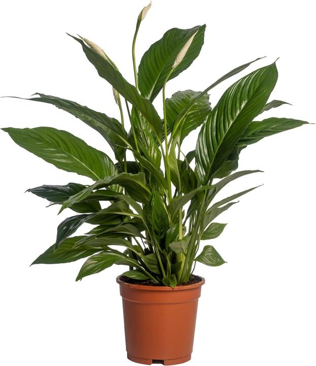 Produktbild Fresca-Plant Spathipyllum Vivaldi (17 cm)