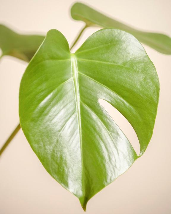 Produktbild feey Schweizer Monstera (40 cm)