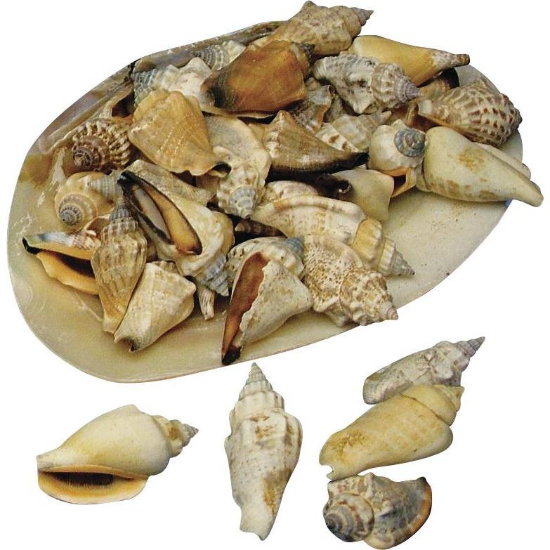 Rayher Spitzmuscheln (39459427)