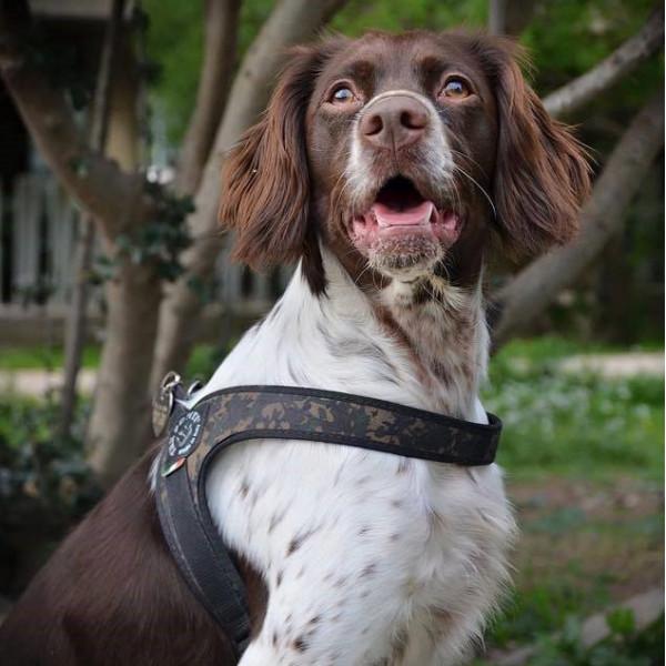 Actual product image Tre Ponti Harness camouflage,Gr.2 (M, Dog, Walks)