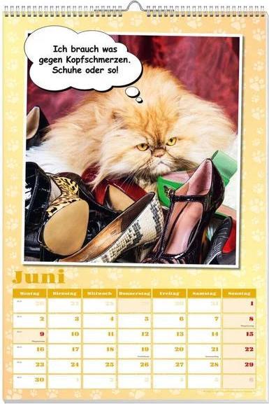 Produktbild Coole Katzen Posterkalender 2025