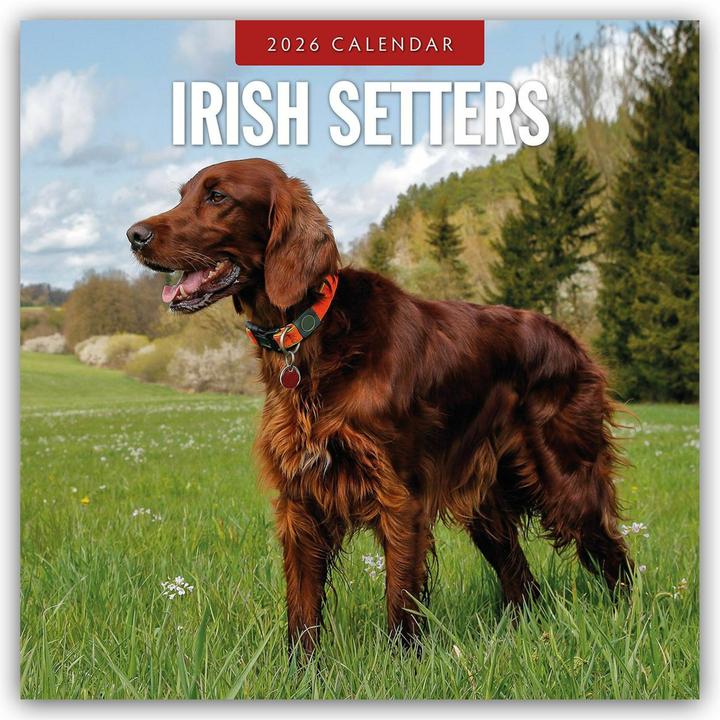 Produktbild Irish Setters 2026 Square Wall Calendar (30.5 x 30.5 cm)