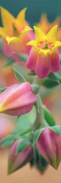 Produktbild Trefl Bluehende Blumen (300 Teile)