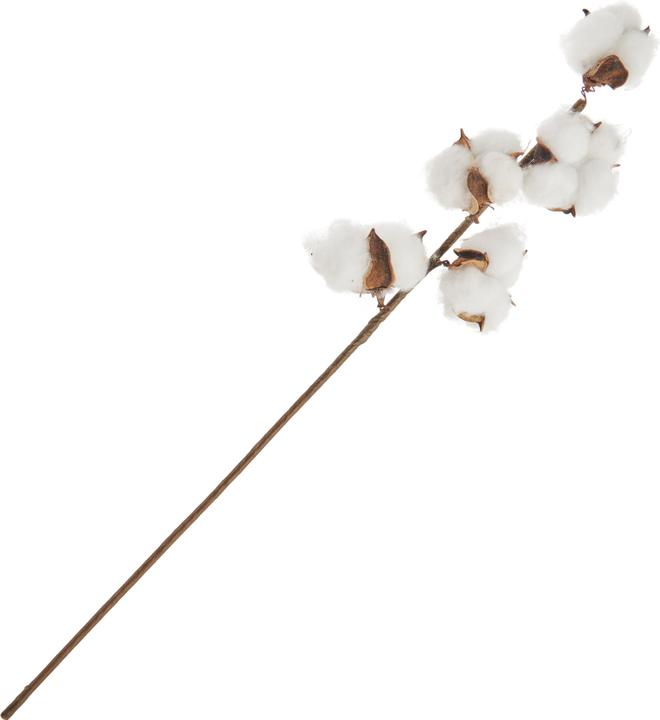 Actual product image DPI Cotton branch, L 49 cm