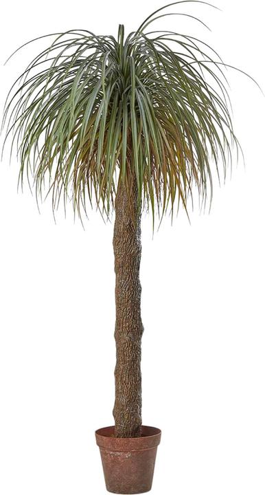 Immagine prodotto Edg Pianta artificiale Palma Yucca H (190 cm)