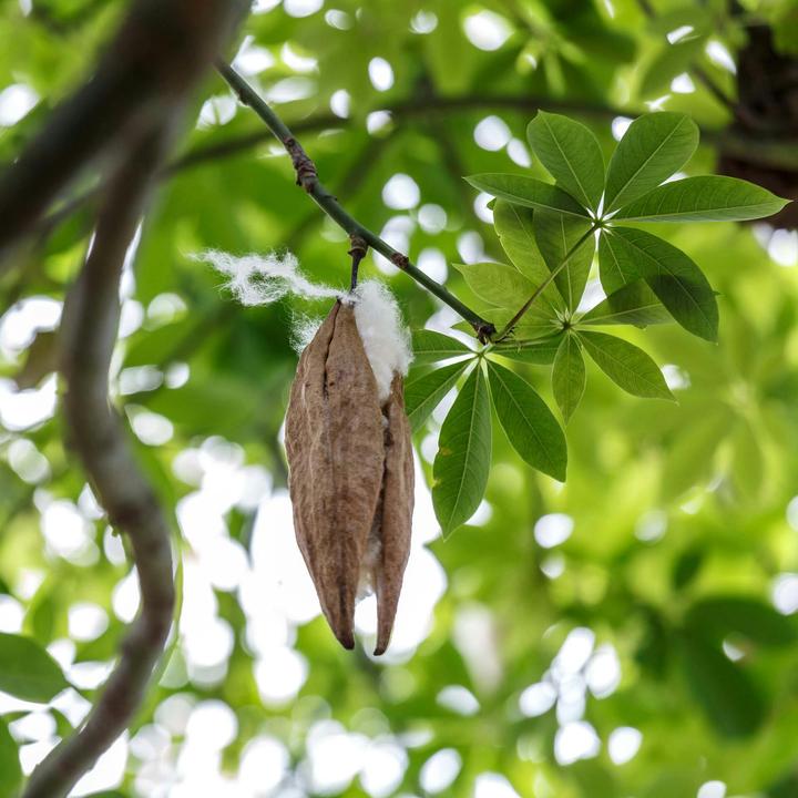 Actual product image Erzstef Sumatra Kapok Duvet (1930 g, 200 x 210 cm)