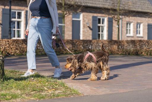 Image du produit Designed by Lotte Velura (XXS, XS, S, M, L, Chien, Promenade)