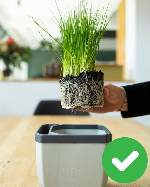 Actual product image Gusta Garden Herbs Buddy (49 x 15 x 14.50 cm)