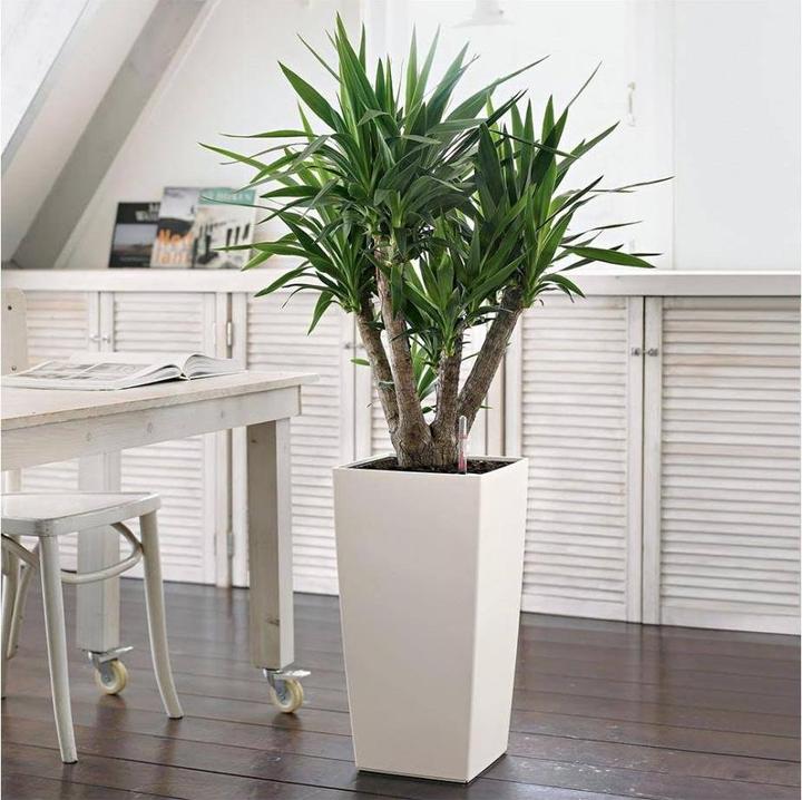 Immagine prodotto Lechuza Classico Color (27.50 cm)