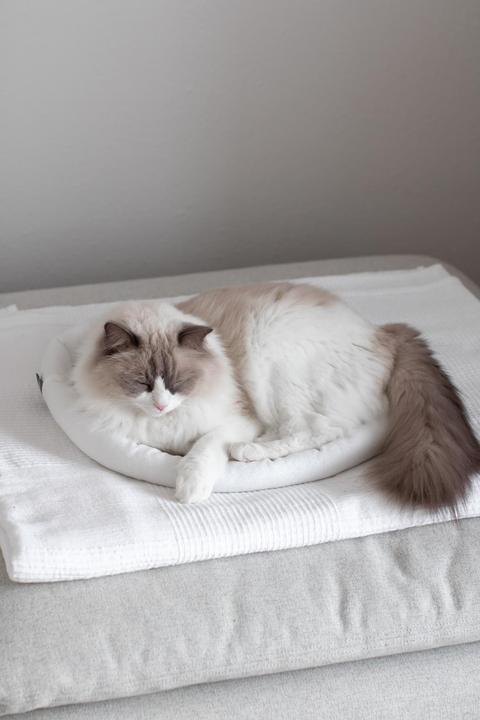 Image du produit Kerbl Câlin de lit Sweety (Chat)