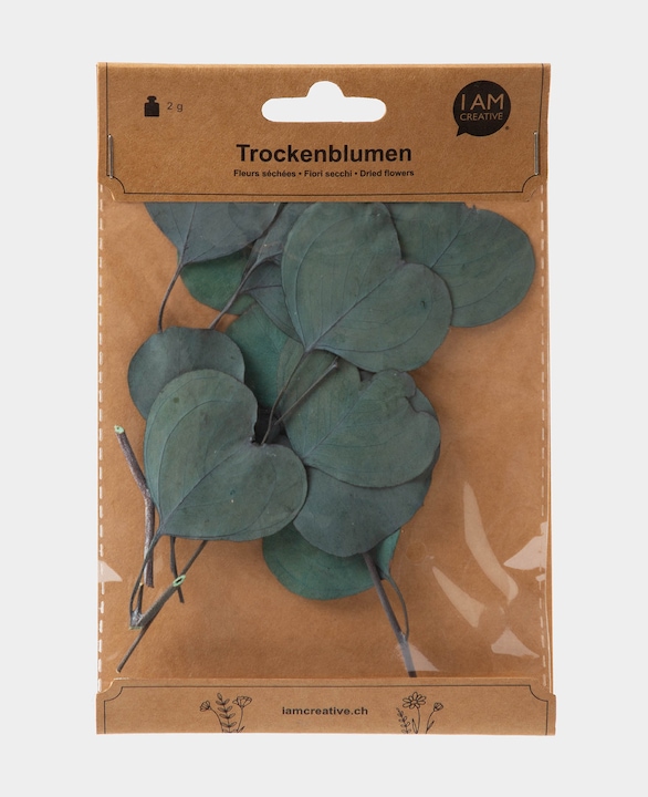 I Am Creative Trockenblumen Eucalyptus (Fiori secchi)