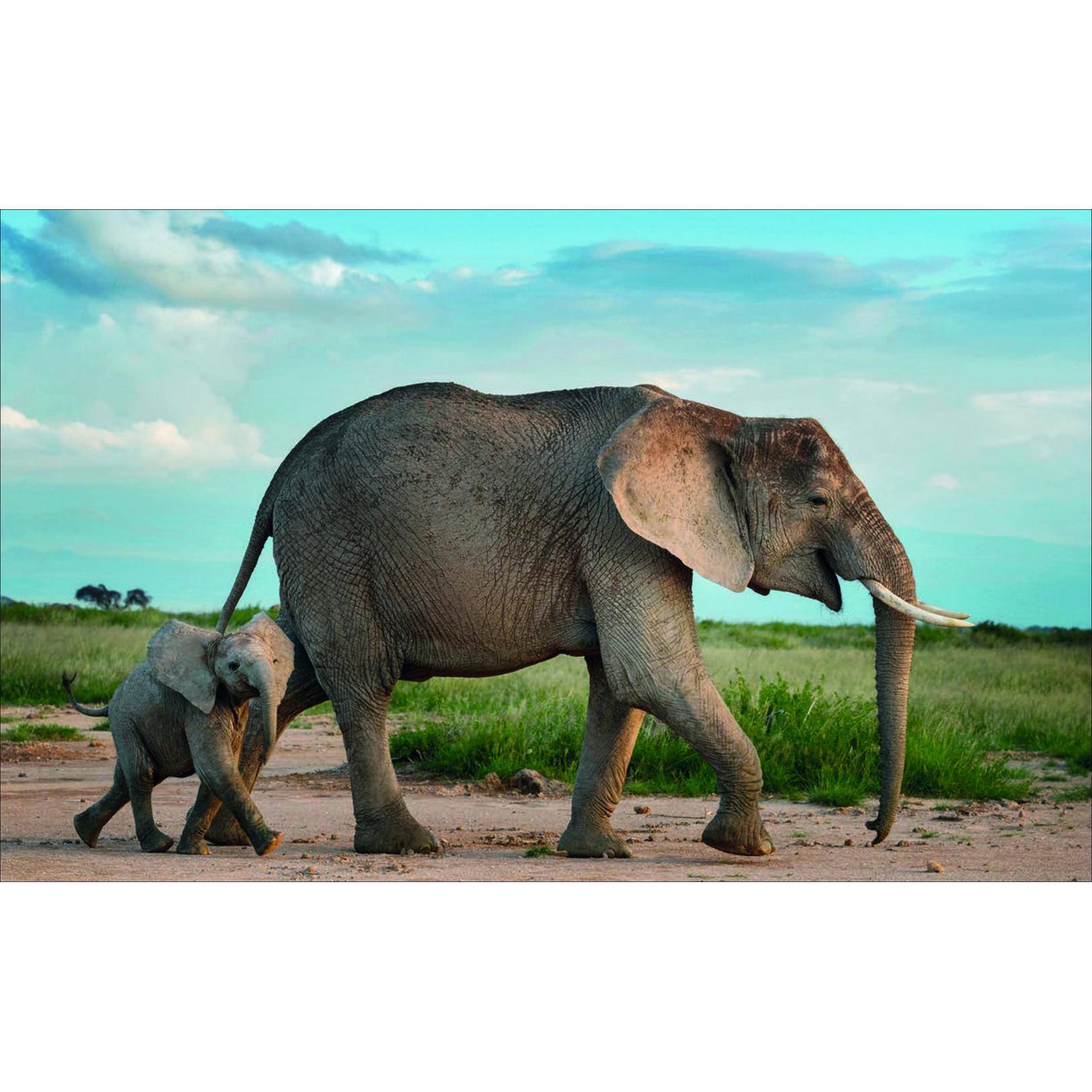 Thumbnail - Schrecklich schön. Elefant - Mensch - Elfenbein, Sachbücher von Stiftung Humboldt Forum im Berliner Schloss