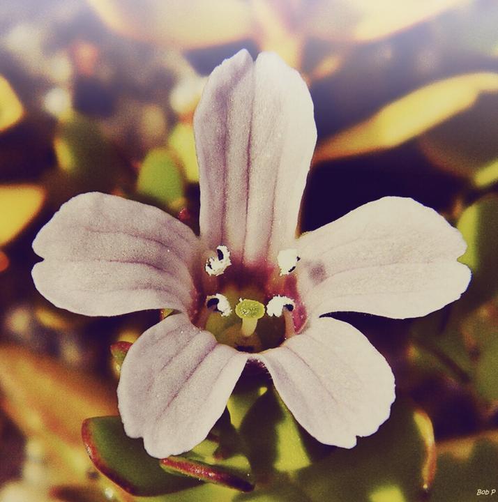 Produktbild Zimmerli Adaptogene Bacopa Brahmi Kapseln (BIO) 50 Kapseln (1 Stück, Kapseln, 25 g)