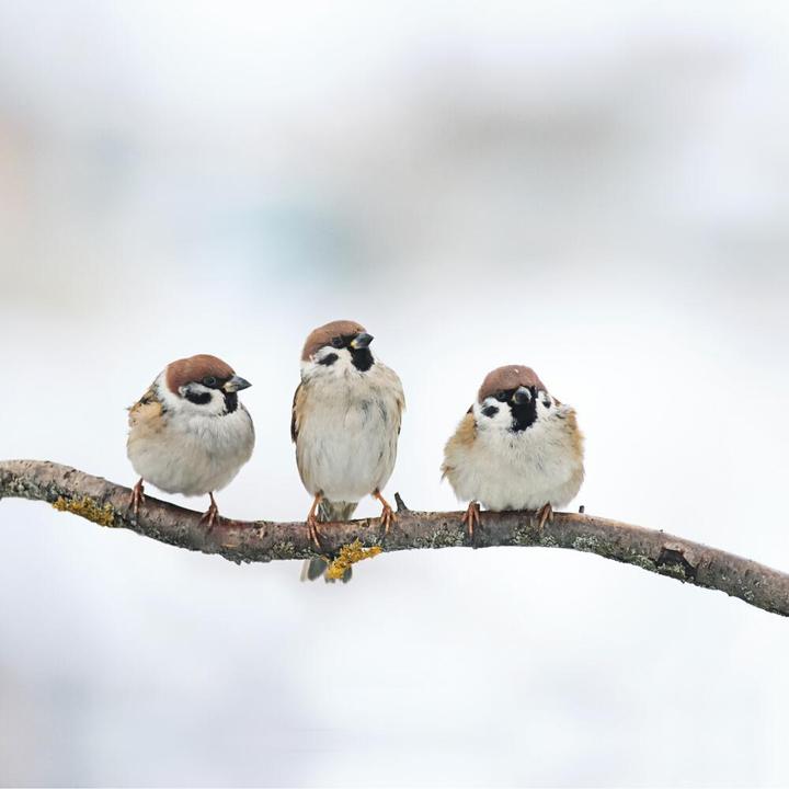Produktbild Swissinno Vogel-Futtersilo Geneva hellgrün SMART BIRDS