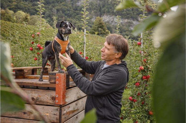 Productafbeelding Curli Harnas Appelleder, S, Bruin (S, Hond, Algemeen)