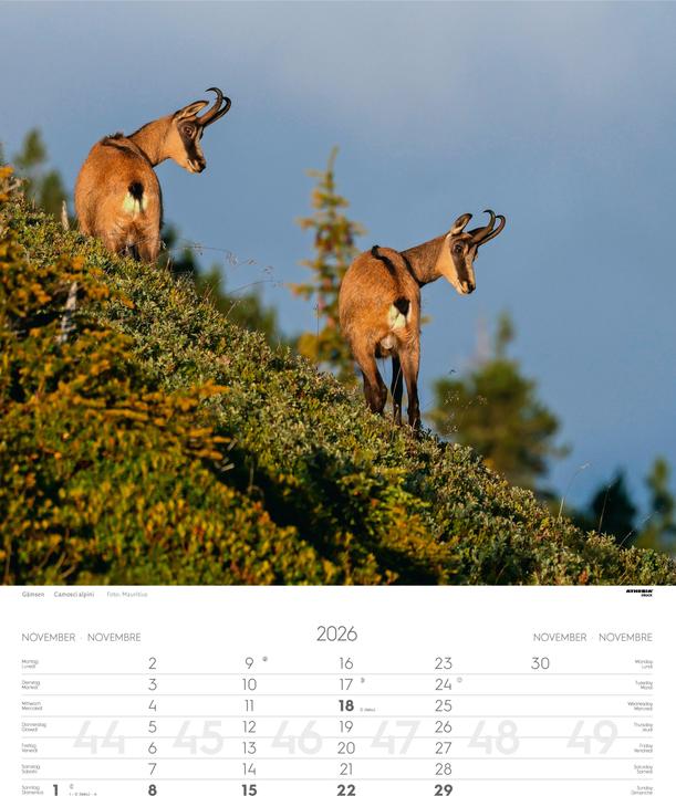 Produktbild Tiere der Alpen - Kalender 2026