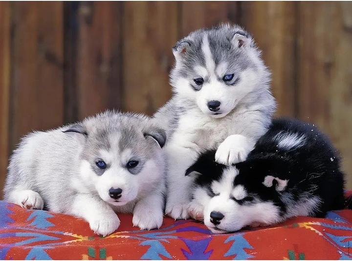 Immagine prodotto Ravensburger 200 vnt. - Haskiai (200 pezzi)