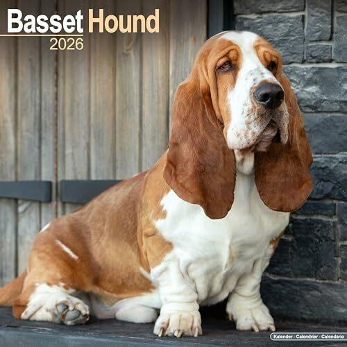 Actual product image Basset Hound Calendar 2026 Square Dog Breed Wall Calendar - 16 Month
