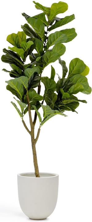 Kave Home Ficus (150 cm)