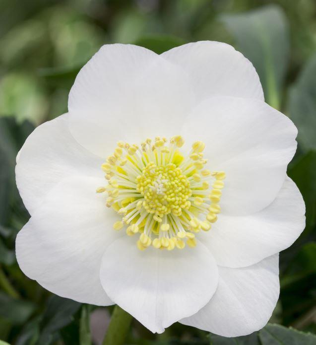 Immagine prodotto Rosa di Natale in un cesto (30 cm)