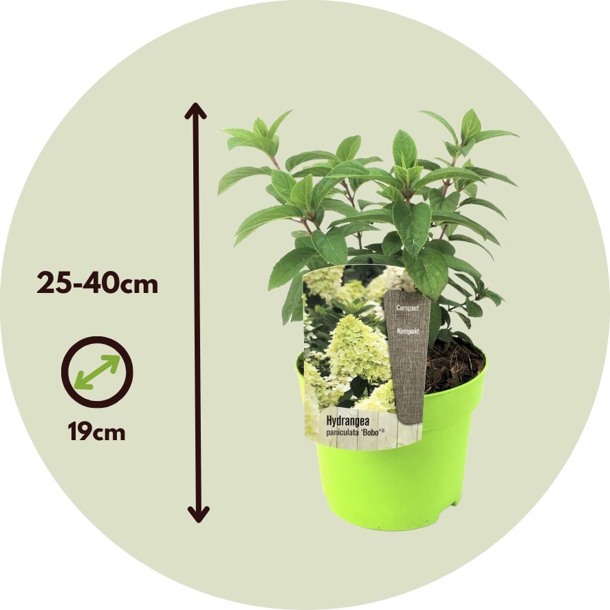 Thumbnail - Plant in a Box, Pflanzen, Hydrangea paniculata “Bobo” - 2er Set Hortensie (25 cm)