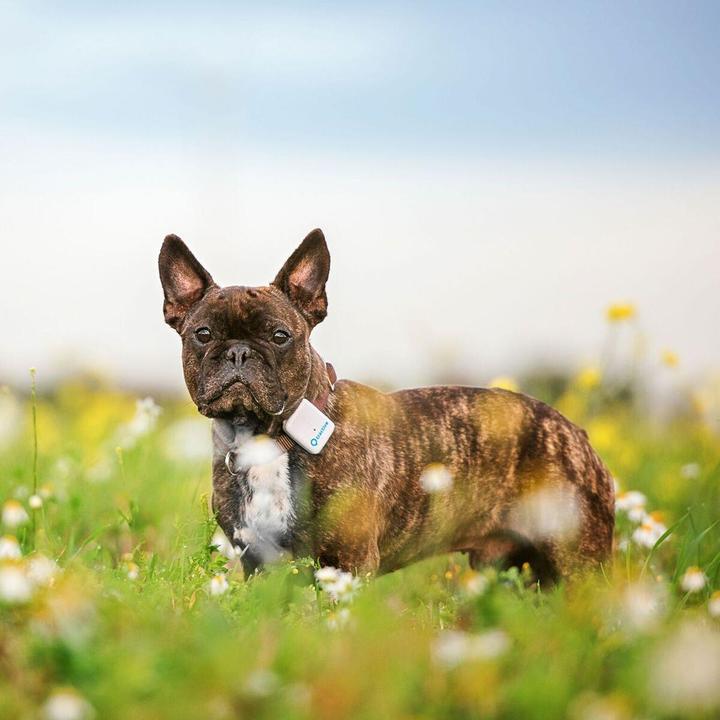 Actual product image Tractive GPS Pet Tracker (One size, Dog, Cat, Walks)